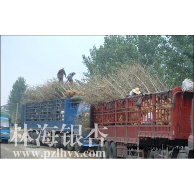 各种规格银杏树