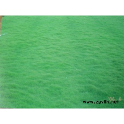 阔叶高羊茅草坪