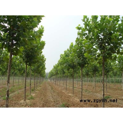 法桐、杨树、旱柳、大叶女贞、柿树、黄金柳