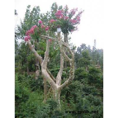 大型盆景，绿化苗木