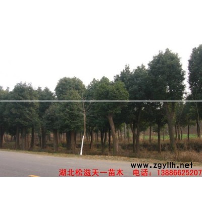 移栽香樟、栾树、红果冬青！