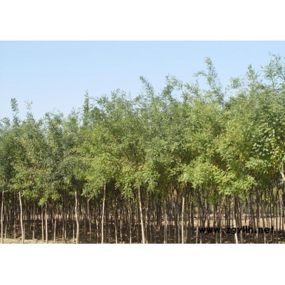 牡丹、芍药、法桐、国槐、白腊