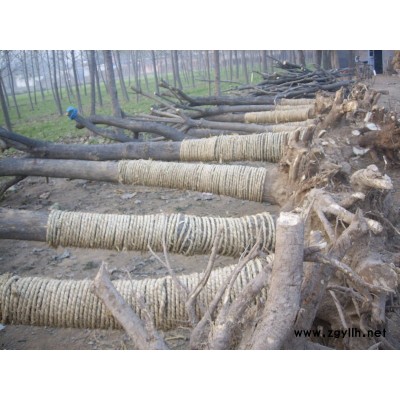 *107速生杨，毛白杨,国槐，法桐，白蜡