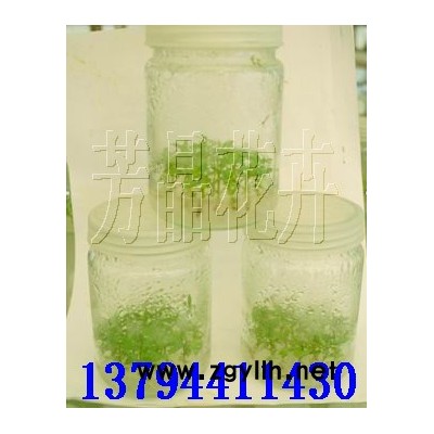 黑木相思,南方红豆杉,桉树,幌伞枫苗,土沉香,桃花心木，仁面