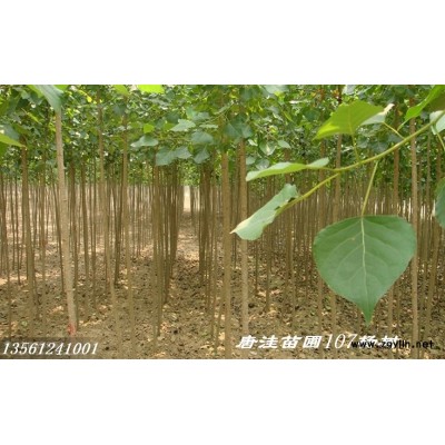 107杨树苗