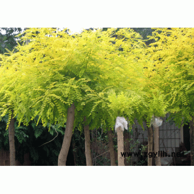 速生法桐、金叶槐、15CM合欢