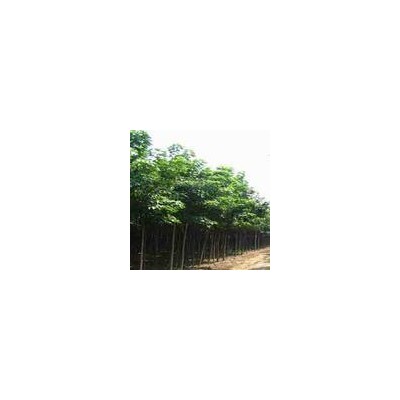 楸树
