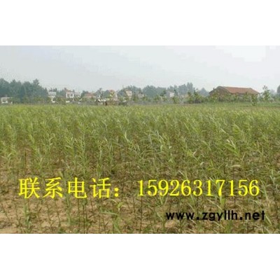 美国竹柳 樟树 桂花树