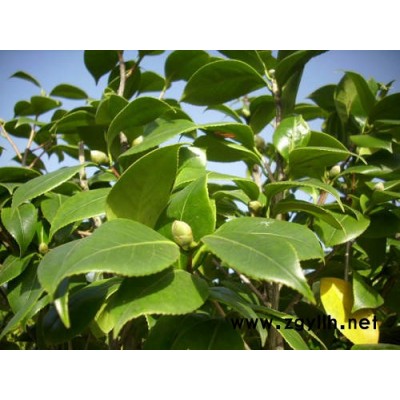 桂花，耐冬，茶花苗木！