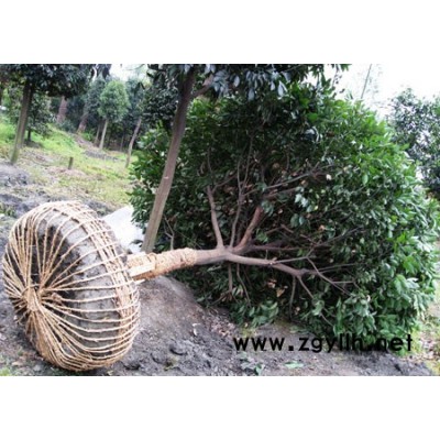 天竺桂 12-16公分