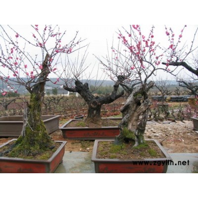 梅花树桩、梅花盆景