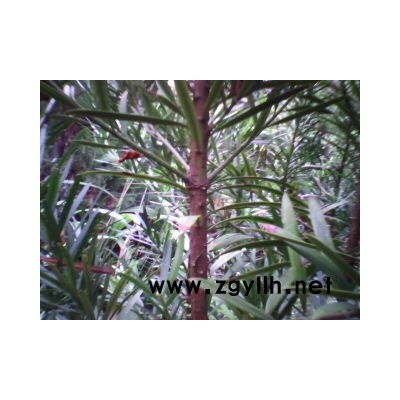 百色罗汉松,罗汉松种子,罗汉松苗圃,罗汉松树苗,罗汉松盆景