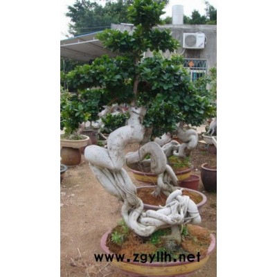 各种榕树盆景、绿化榕树