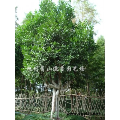 柑橘、脐橙、文旦、梨树、樱桃、桃树