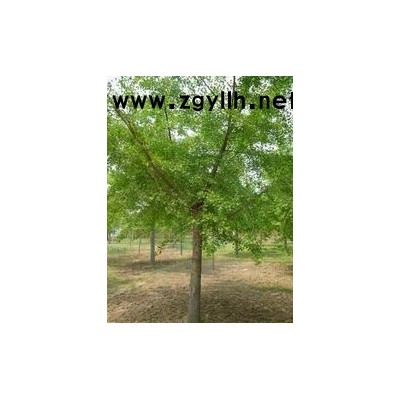 银杏树5-60公分