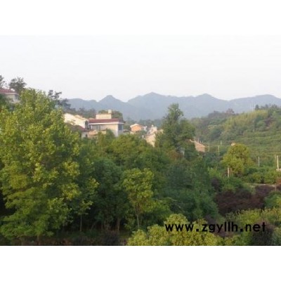 桂花、玉兰等各规格绿化苗木