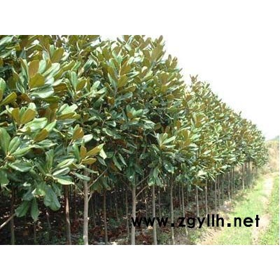 广玉兰、樱花、大叶女贞、垂槐、 紫薇、紫荆