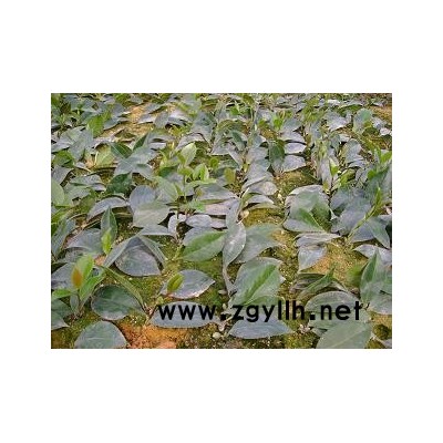 杜鹃，毛杜鹃，茶花小苗．