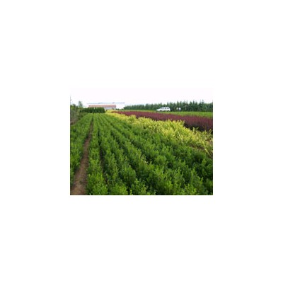 雪松、金叶女贞、蜀桧等