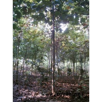 各种法桐、国槐、白腊等苗木