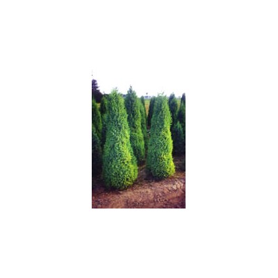 锦带、红瑞木、紫丁香