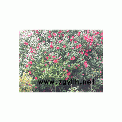 罗汉松、红枫、茶花、香樟等