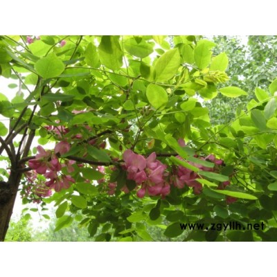 火炬、速生柳、速生杨、垂柳等