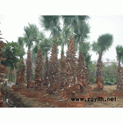 红花紫荆、风铃木、蓝花楹、人面子、秋枫、野牡丹球等