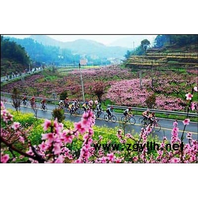 灌木洒金柏、瓜子黄杨、紫叶碧桃、合欢等苗木