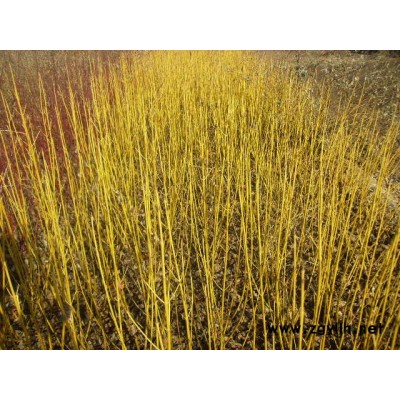 金叶莸.胶东卫矛.红叶小檗.木槿.红瑞木.金银木.黄刺玫