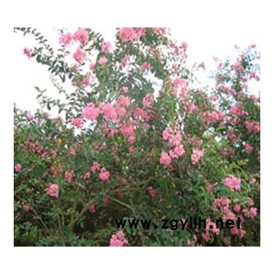 樱花、红叶李、天竺桂等