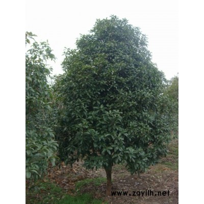 8-16公分桂花，金桂