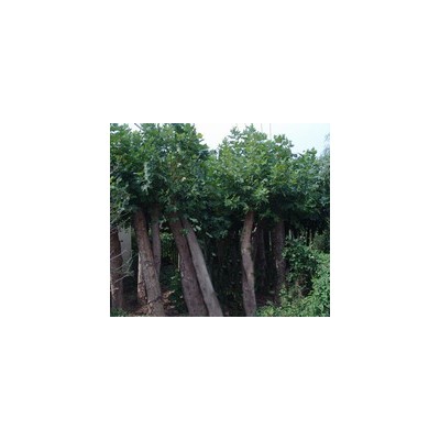 白蜡，国槐，法桐，速生杨