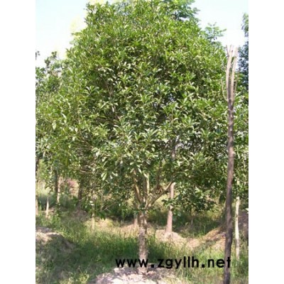 承接园林绿化工程出售乔木苗木