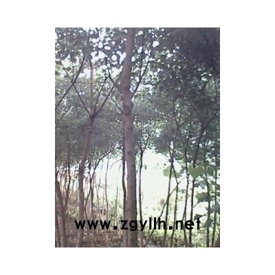 乌桕木瓜法桐紫薇枫杨