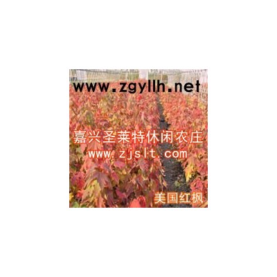 北美枫香、美国改良红枫（秋焰）等彩叶树