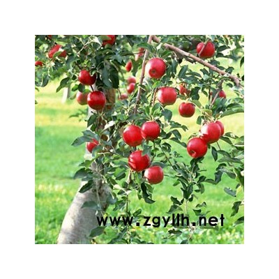 占地树苗/占地果树苗征地补偿高