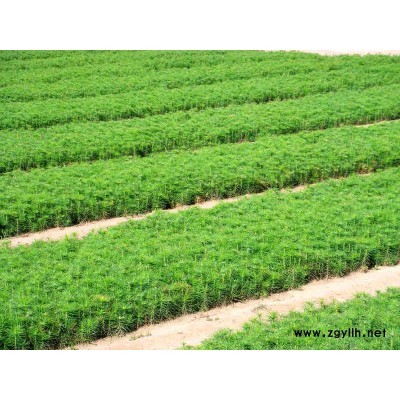 各种规格樟子松苗木