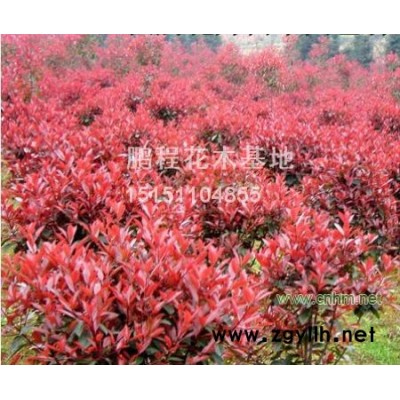 龙柏、红王子锦带、洒金柏球、红叶石楠球