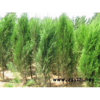 侧柏容器苗（苗农直销）