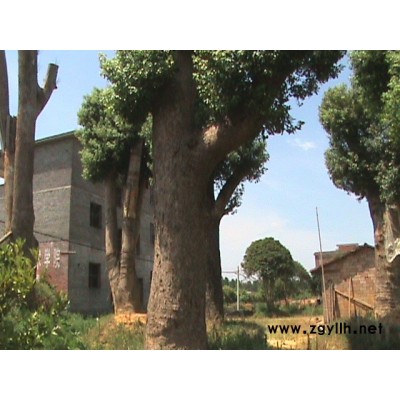 40CM-130CM移植香樟