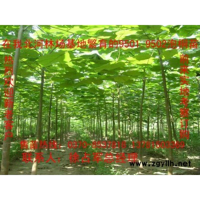 大量河南9501泡桐苗根