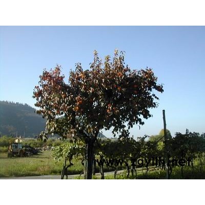 柿子树（大规格）