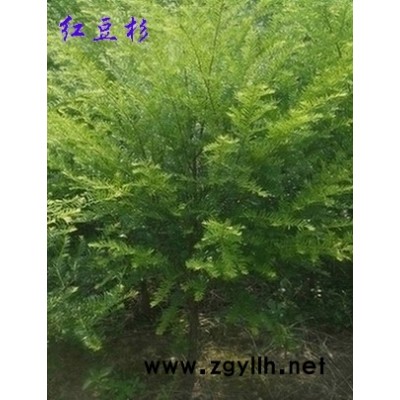 出售成年红花油茶树