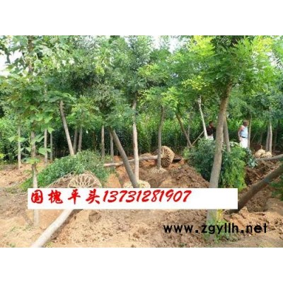 大量出售火炬、速生柳、国槐、