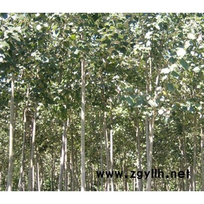 国槐,法桐,合欢,皂角,107、108、46杨树苗