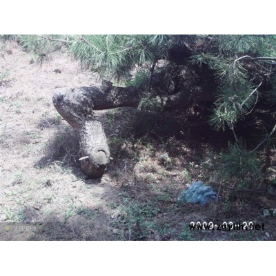 平顶松，黑松，五角枫，各种北方苗木