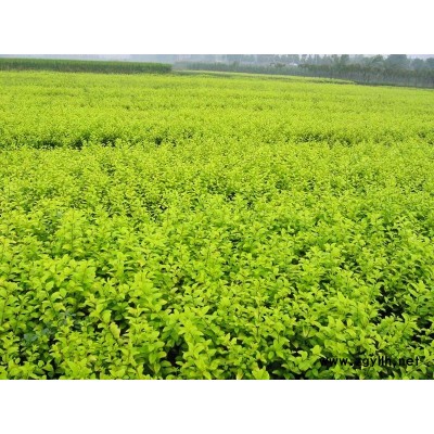 北京桧、侧柏、龙柏、雪松