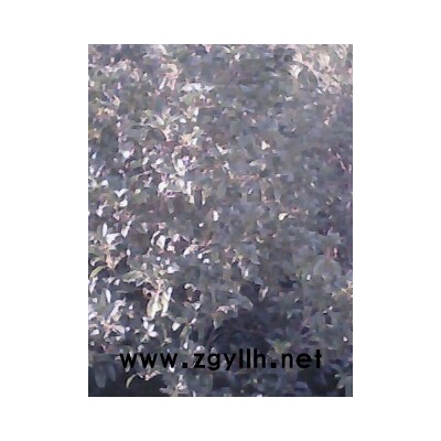 桂花，榉树，香樟，朴树，大石楠等乔木