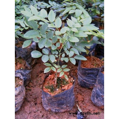 供应沉香苗 (越南棋南沉香)